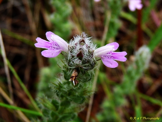 {Stachydeoma graveolens}